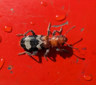 Top-down view of a Thanasimus dubius checkered beetle showing its hairy reddish front half and black wing covers with wavy pale bands