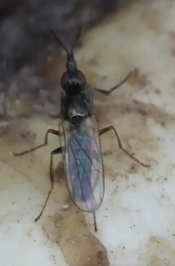 Top-down view of a cheese skipper fly showing its metallic black body and iridescent wings