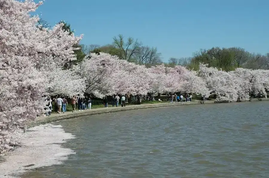 Cherry blossoms along a waterfront