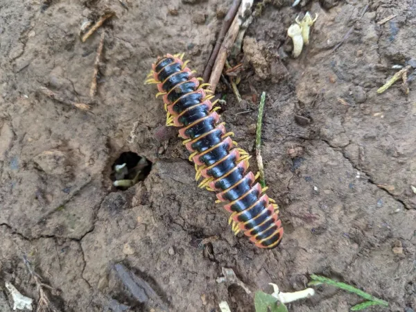 Cherry millipede with black body and colorful blue-orange lateral markings on forest floor