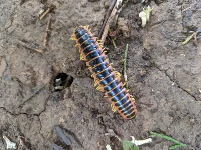 Cherry millipede with black body and colorful blue-orange lateral markings on forest floor