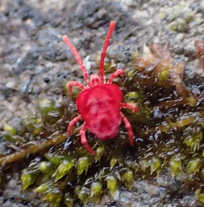 Close-up of a red chigger mite showing its round body and eight legs