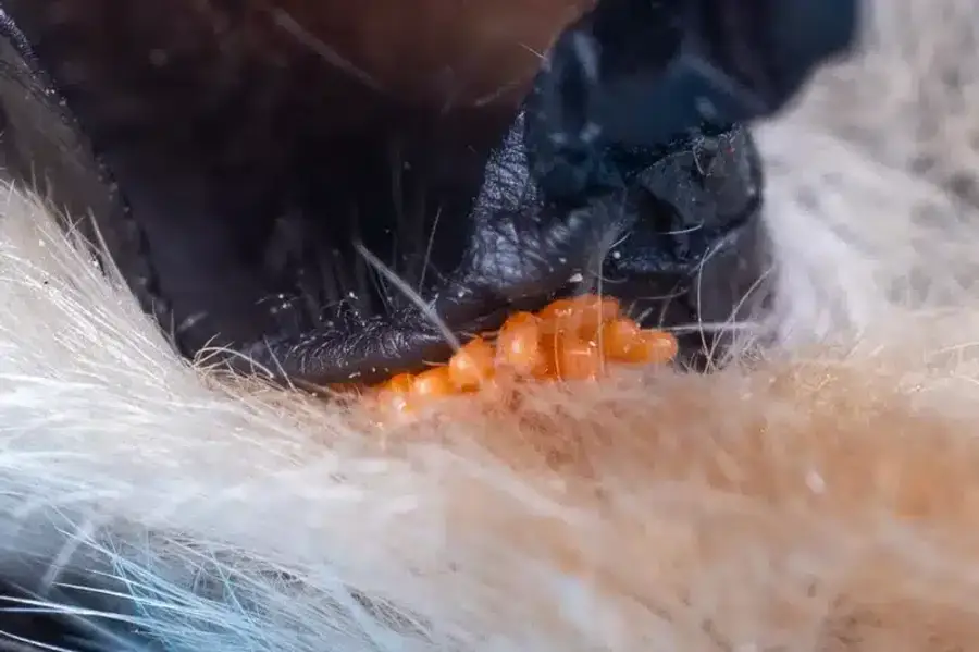 Orange chiggers clustered on animal showing parasitic behavior