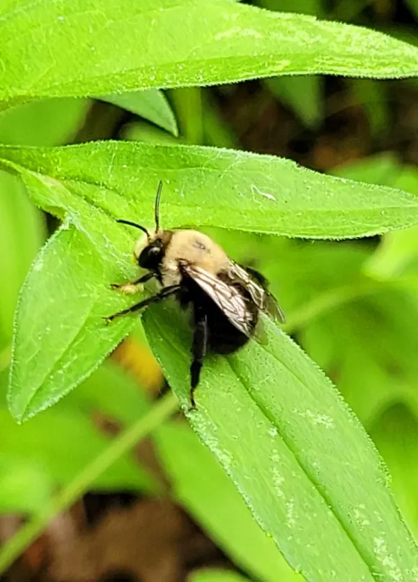 Chimney bee resting on a green leaf showing fuzzy thorax and dark wings