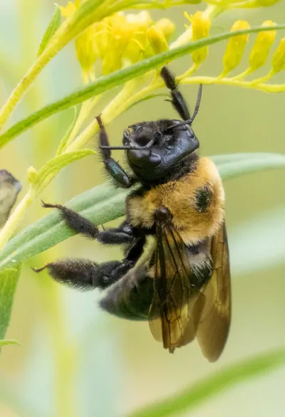 Chimney bee foraging on pink milkweed flowers showing fuzzy yellow-orange thorax and dark abdomen
