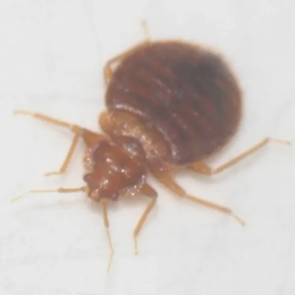 Close-up of a chimney swift bug showing its oval body shape and reddish-brown coloring with all six legs visible