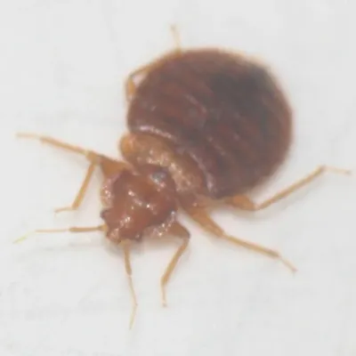 Close-up of a chimney swift bug showing its oval body shape and reddish-brown coloring with all six legs visible