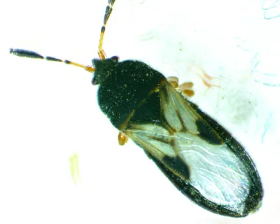 Chinch Bugs