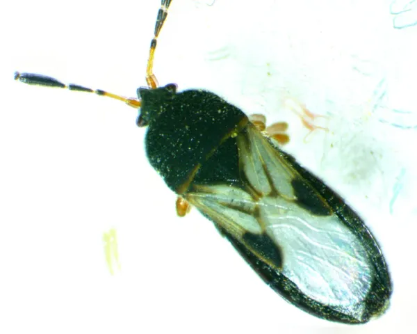 Close-up of an adult chinch bug showing its black body with white wings marked by black triangular patterns