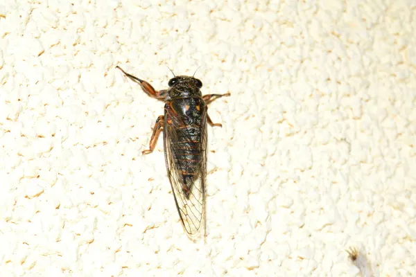 Top-down view of adult cicada on textured surface showing full body, wings, and legs