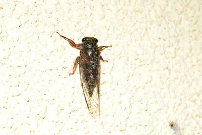 Top-down view of adult cicada on textured surface showing full body, wings, and legs