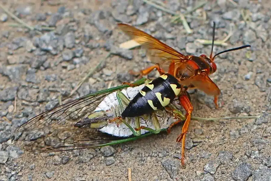 Cicada killer wasp with cicada