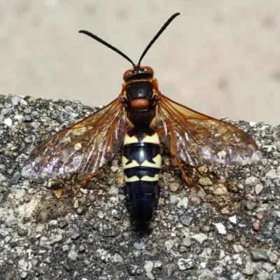 Cicada Killers