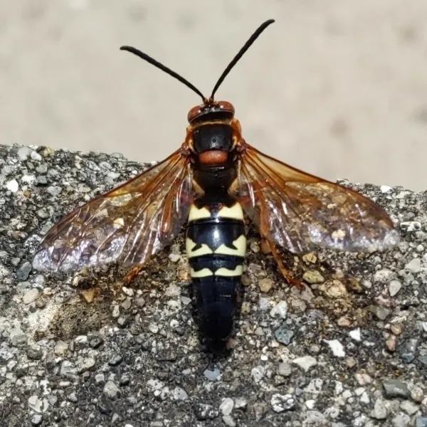 Top-down view of an Eastern cicada killer wasp showing distinctive black and yellow banded abdomen and amber wings