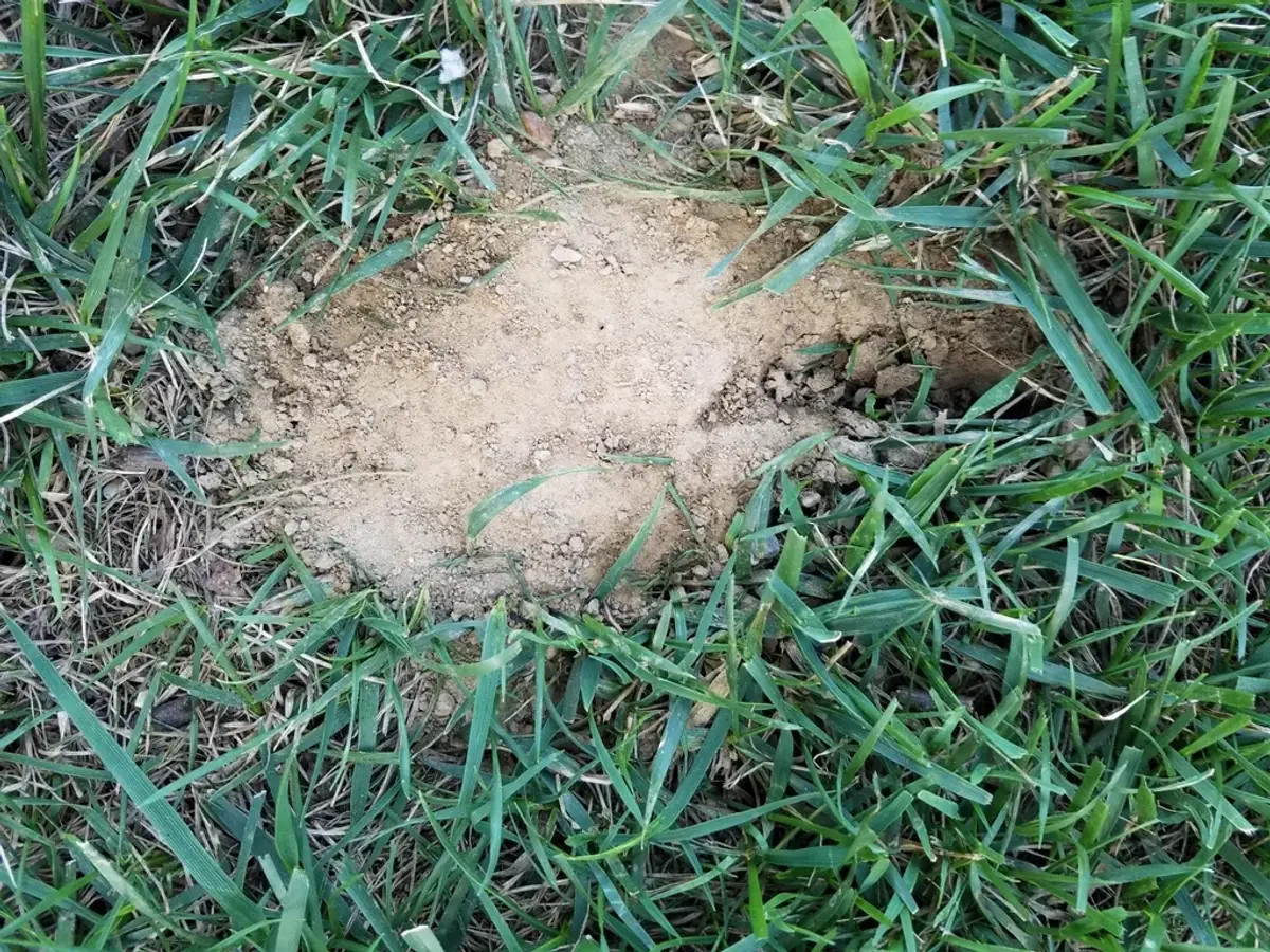 Patch of bare excavated soil in a thin lawn where cicada killers have been digging