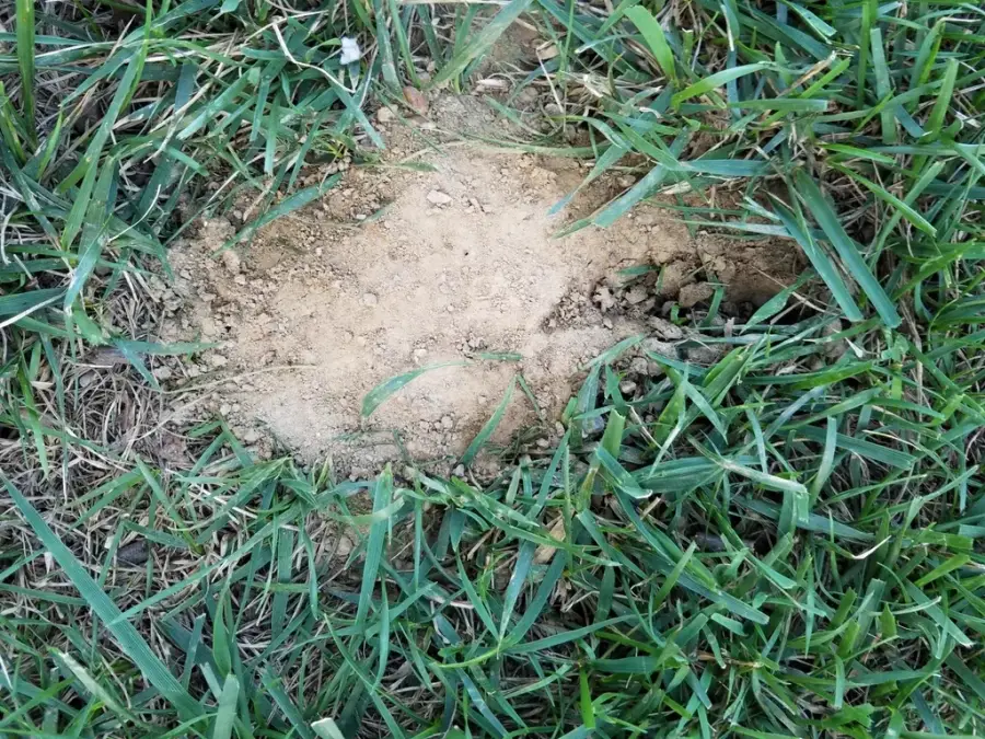 Cicada killer burrow in a lawn with a fan-shaped mound of loose dirt