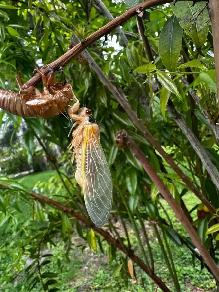 Cicada emerging from its shell on a tree branch