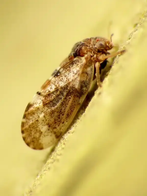 Hackberry Psyllids: What They Are & How to Remove Them