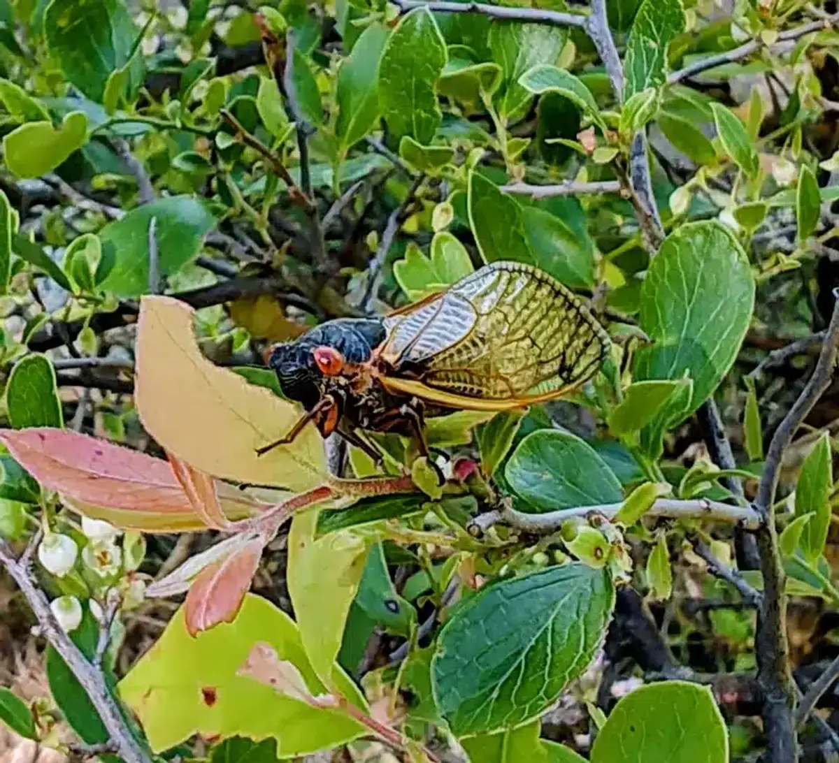 Close-up of a cicada showing distinctive red eyes and wing structure