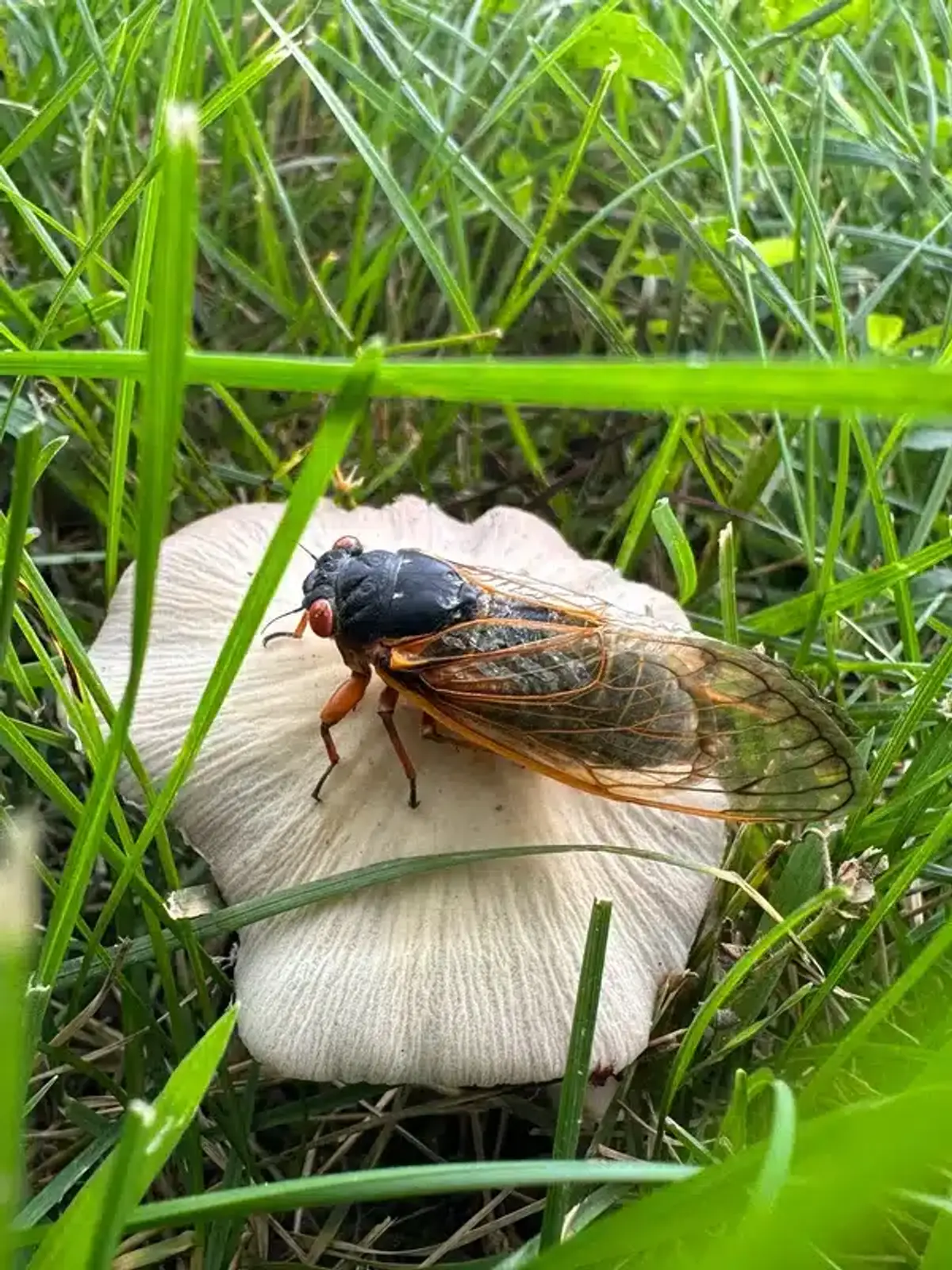 Cicada resting on a mushroom among grass during emergence season