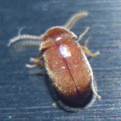 Top-down view of a cigarette beetle showing its reddish-brown oval body and characteristic serrated antennae