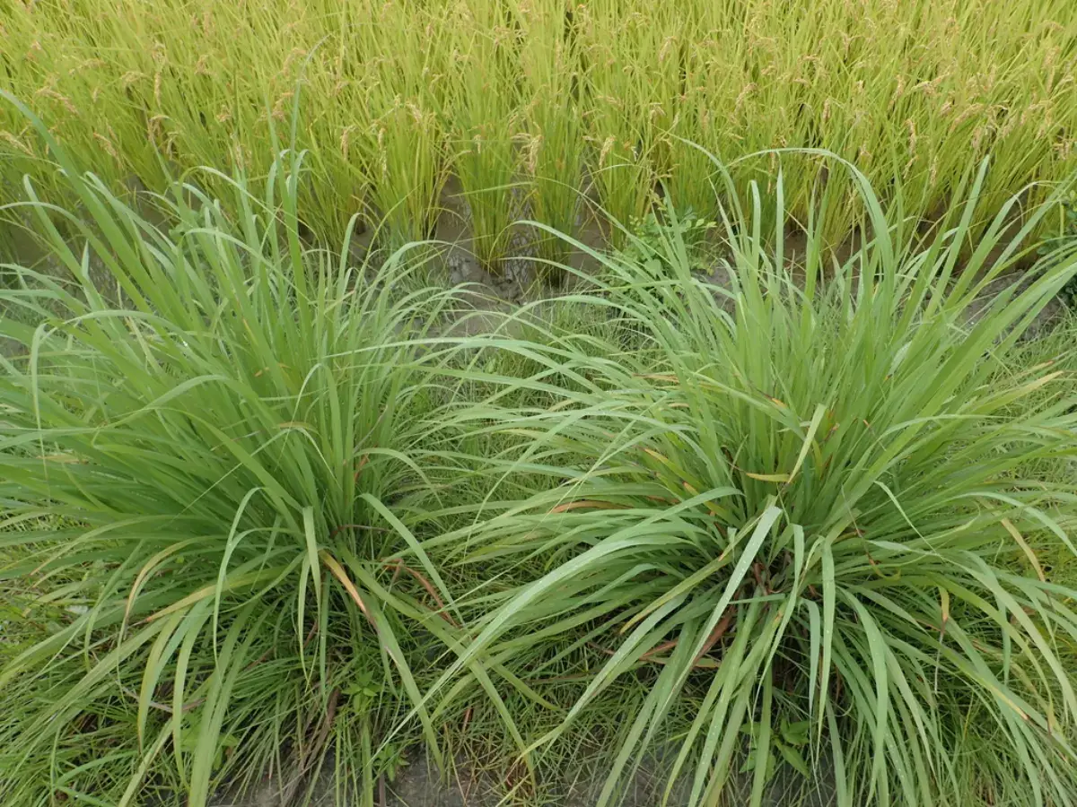 Clumps of citronella grass growing in a field