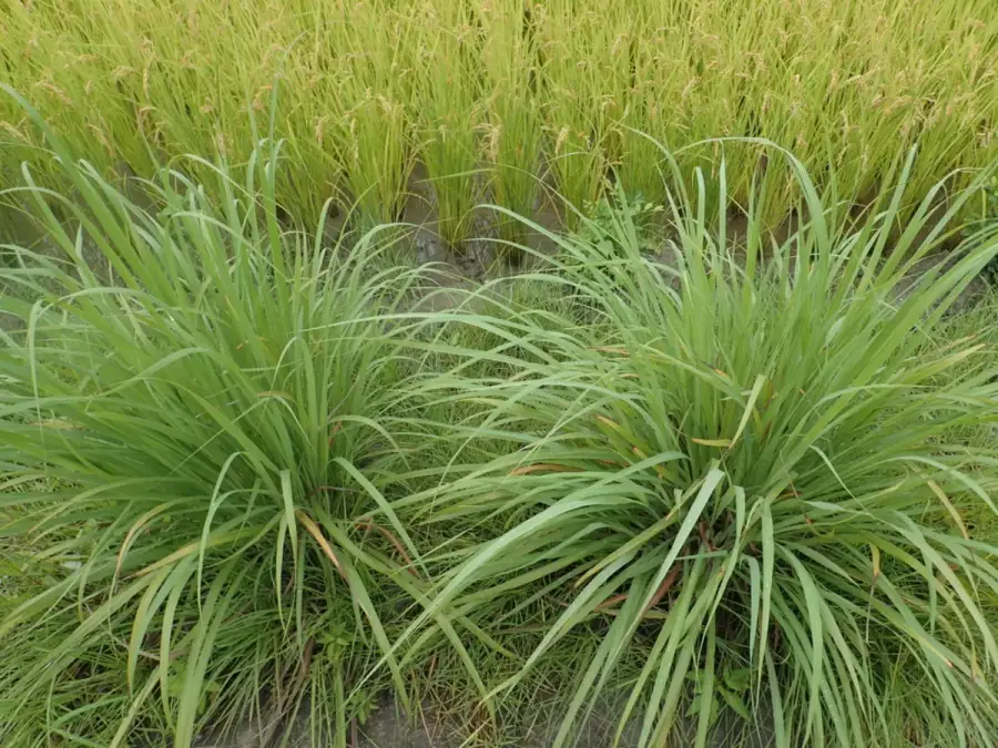Clumps of true citronella grass growing outdoors