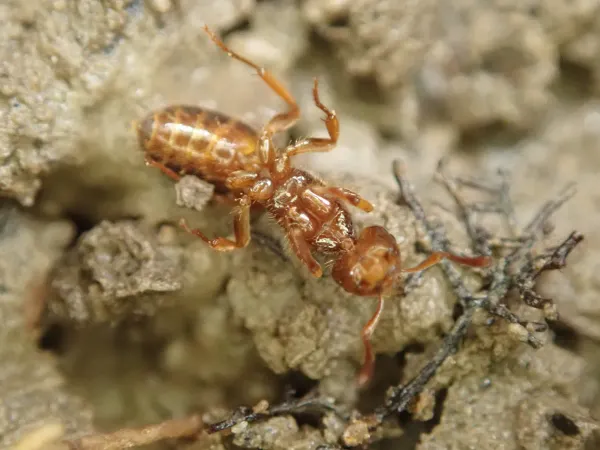 Close-up of a citronella ant worker showing its yellowish-brown coloration on soil