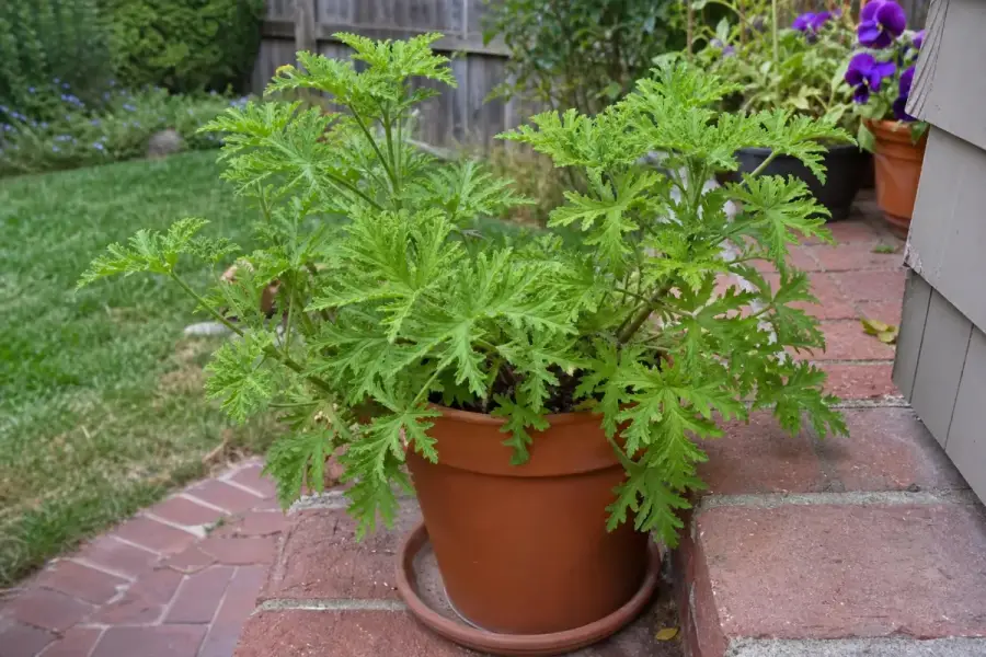Potted citrosa scented geranium sold as a mosquito plant on a brick patio