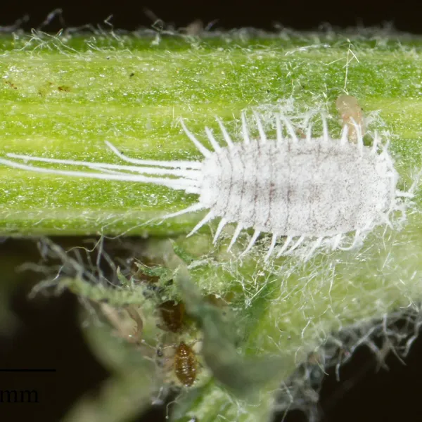 Close-up macro photograph of a citrus mealybug on a green plant stem showing white waxy coating and lateral filaments