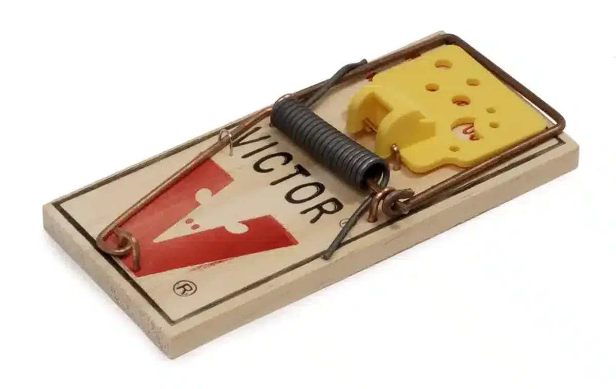 A classic wooden snap trap baited and ready to set