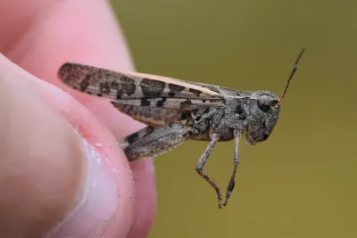 Clear-Winged Grasshopper