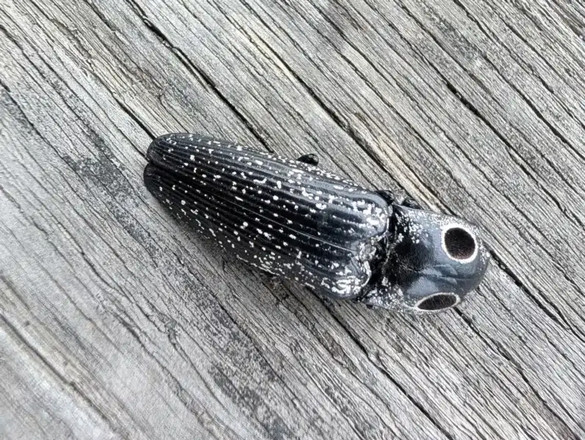 Close-up of a click beetle showing distinctive features