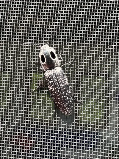 Click Beetles