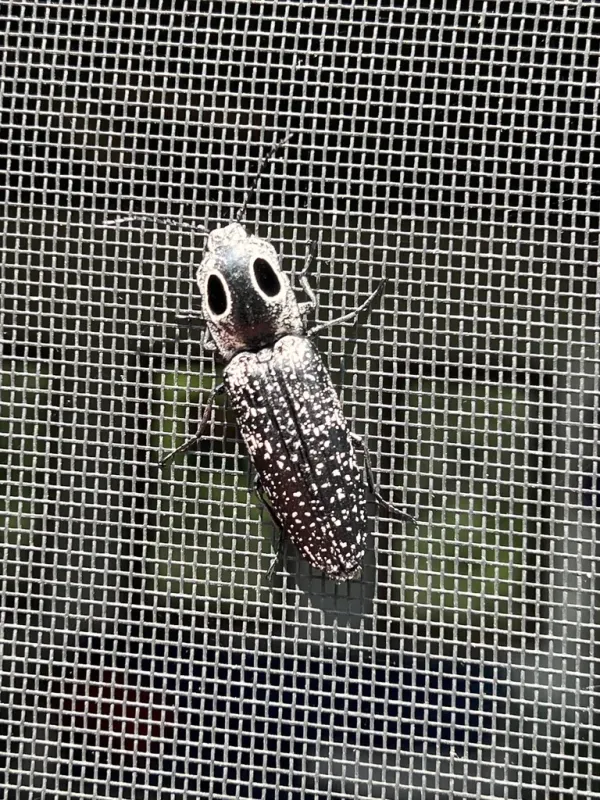 Eastern eyed click beetle showing distinctive black and white spotted pattern with eye-like markings on thorax
