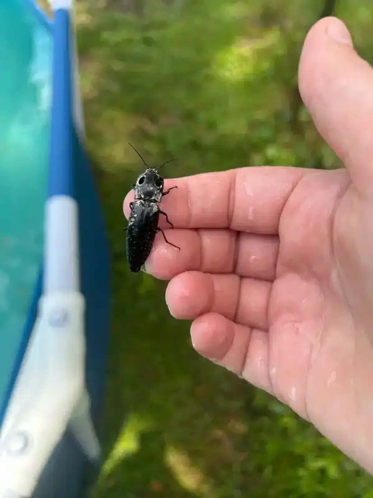 Click beetle being held safely in human hand
