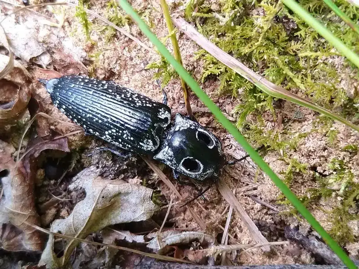 Click beetle in natural outdoor environment