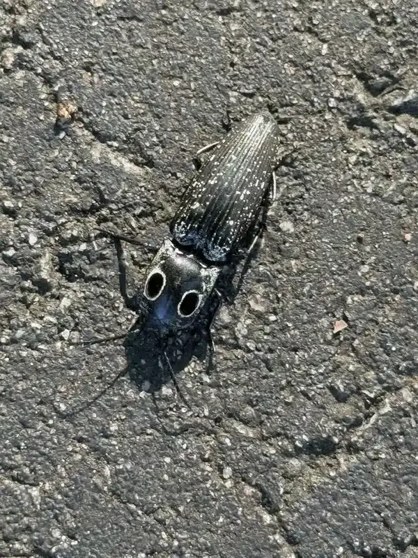 Click Beetle vs Cockroach: Key Differences Explained