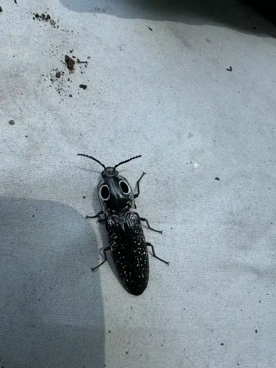 Overhead view of click beetle showing elongated hard-shelled body