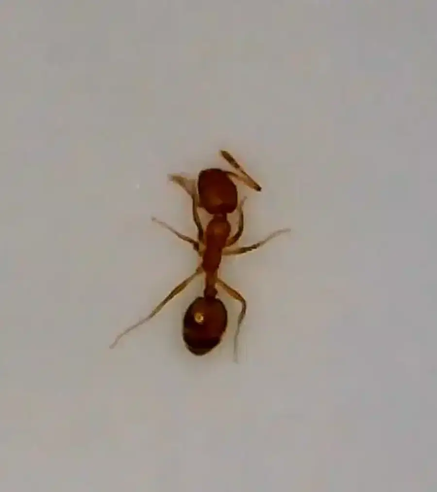 Close-up of an ant showing body features used for species identification