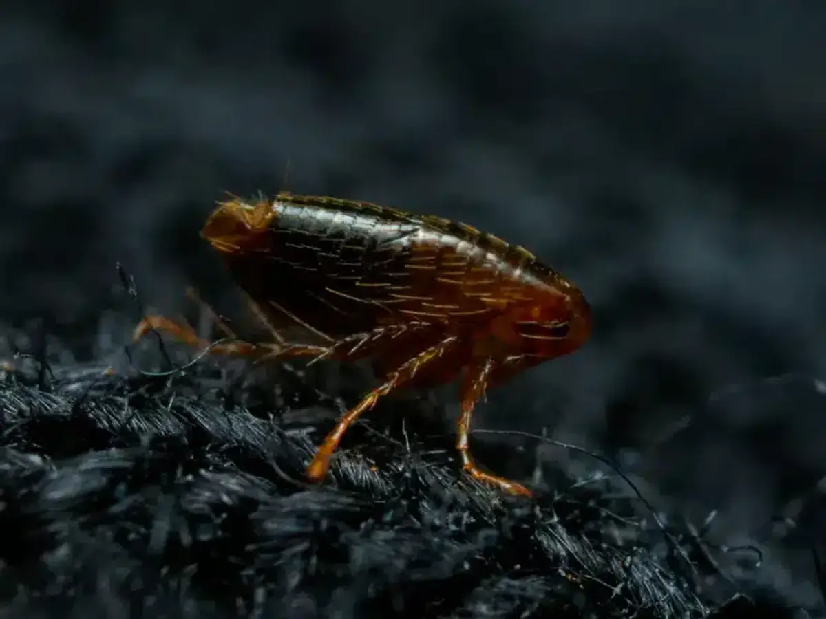 Close-up view of a flea