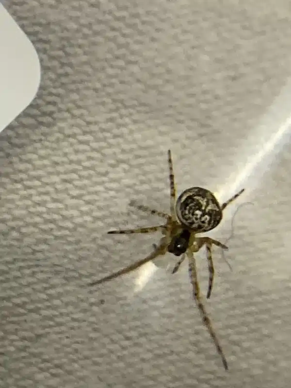 Close-up of common household spider during mating season