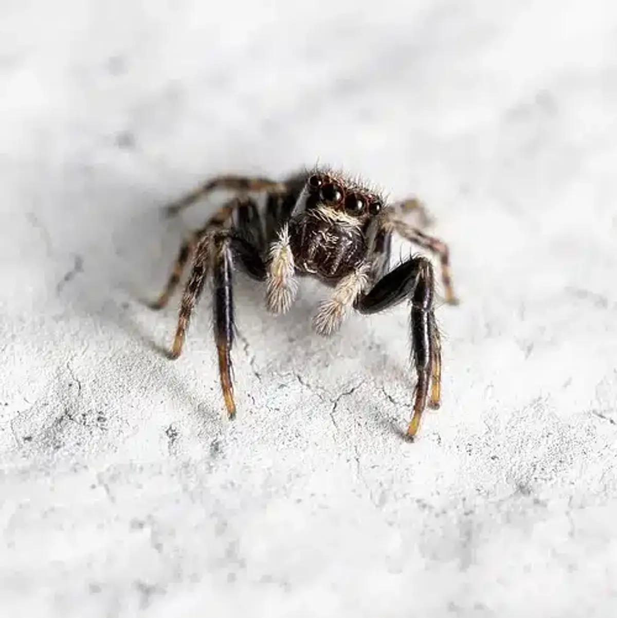 Close-up of a [jumping spider](/pests/spiders/jumping-spiders/)