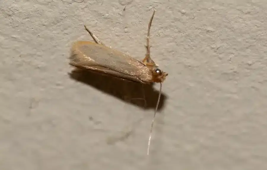 Light brown household moth resting on a wall