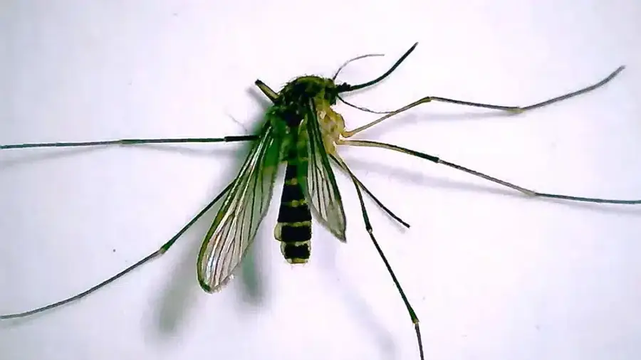 Close-up of crane fly showing large size and long leg structure