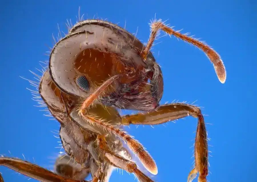 Close-up of an ant's head