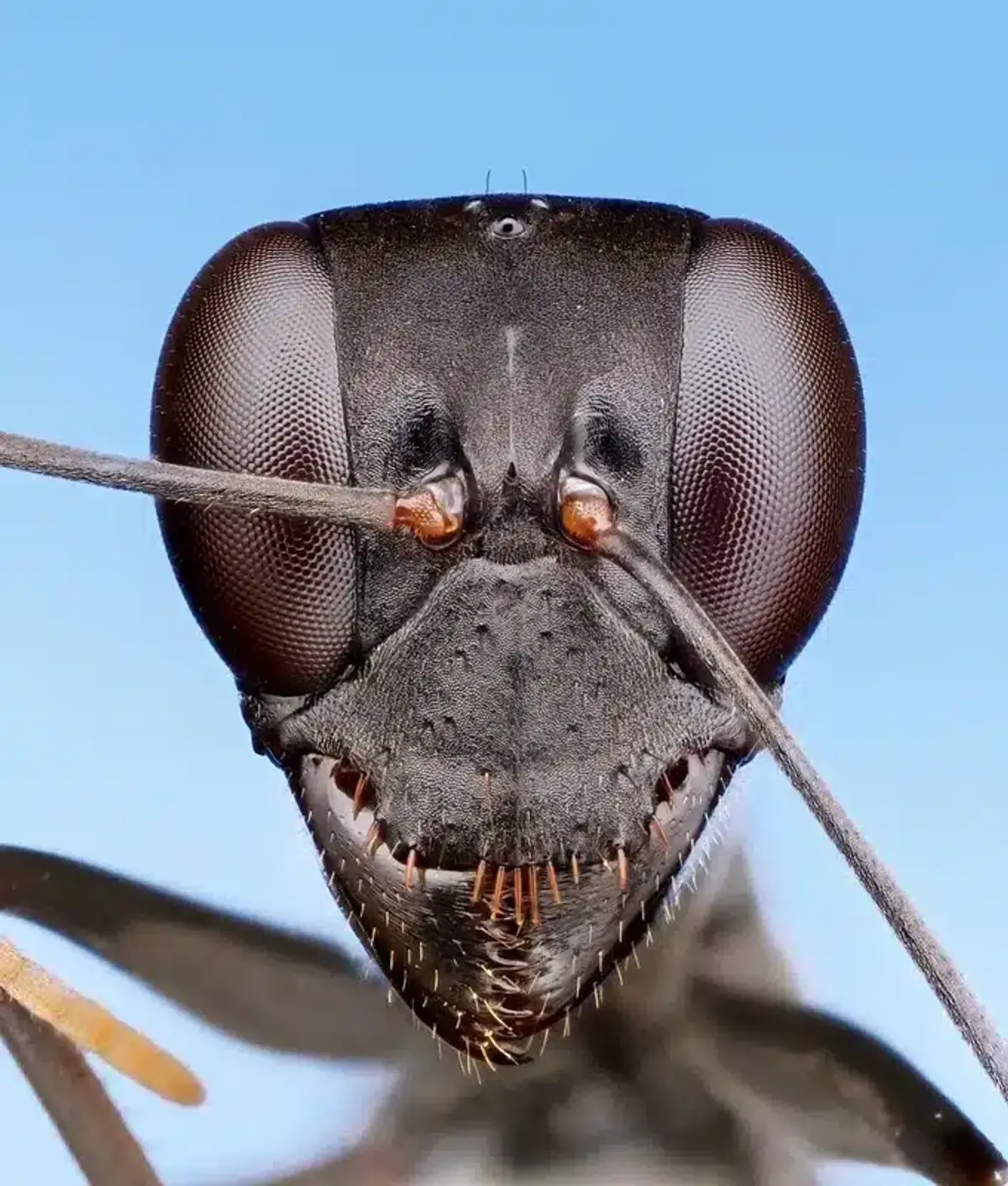 Close-up view of an ant's head
