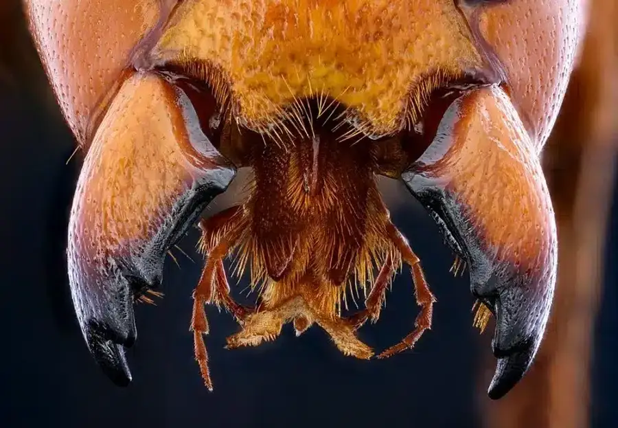 Close-up of ant mandibles