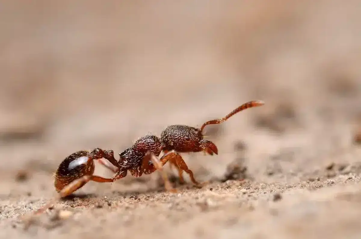 Close-up of two ants on ground