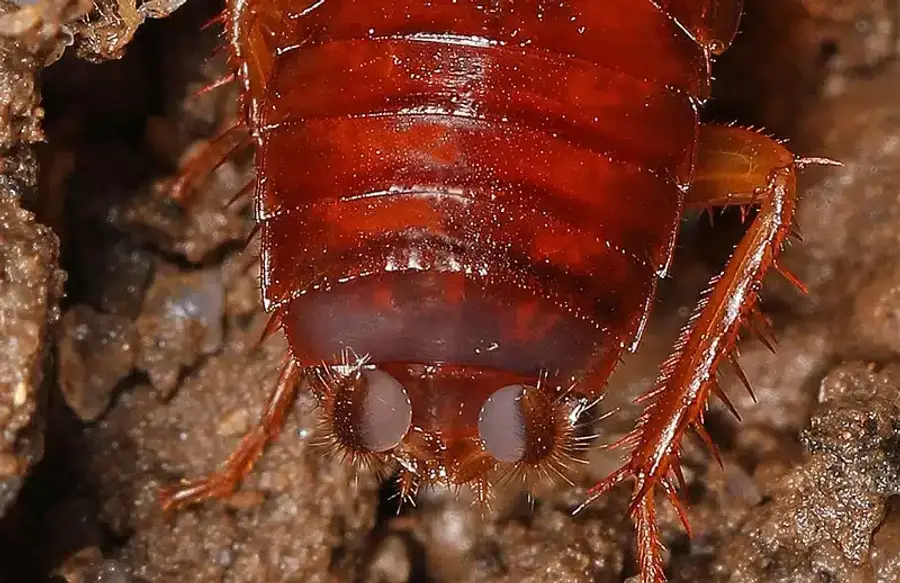 Close-up of a cockroach insect